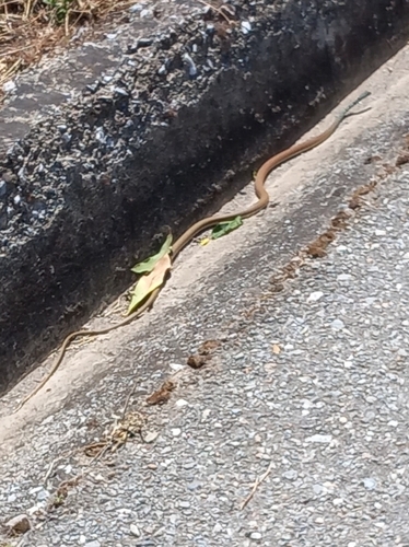 Dahl's Whip Snake