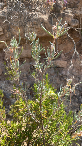 Syrian Rock-rose