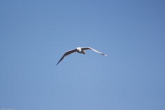 Larus argentatus