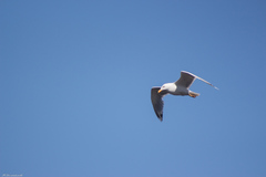 Larus argentatus