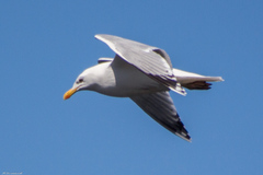 Larus argentatus