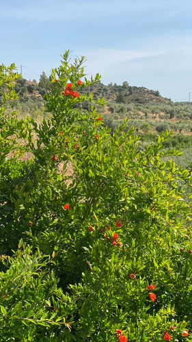 pomegranate