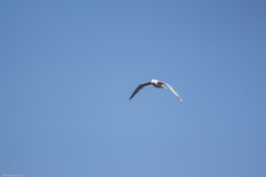 Larus argentatus