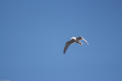 Larus argentatus