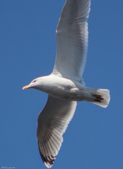 Larus argentatus