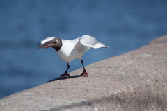 Chroicocephalus ridibundus