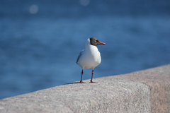 Chroicocephalus ridibundus
