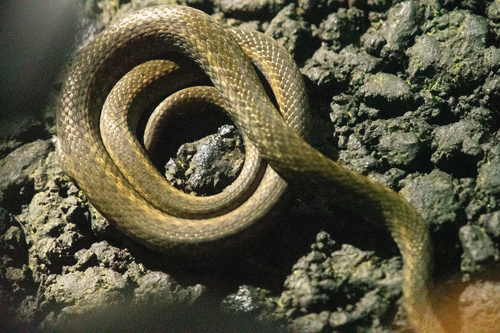 Wa Shan Keelback