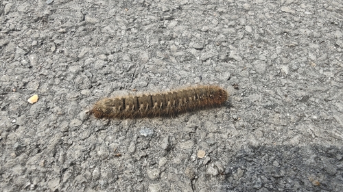 Oak Eggar