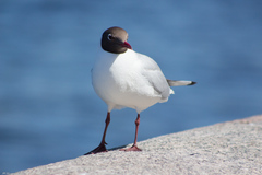 Chroicocephalus ridibundus