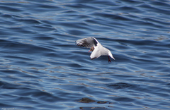 Chroicocephalus ridibundus