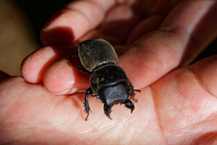 Apterodorcus bacchus