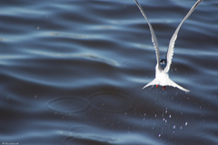 Sterna hirundo
