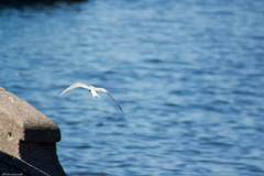 Sterna hirundo