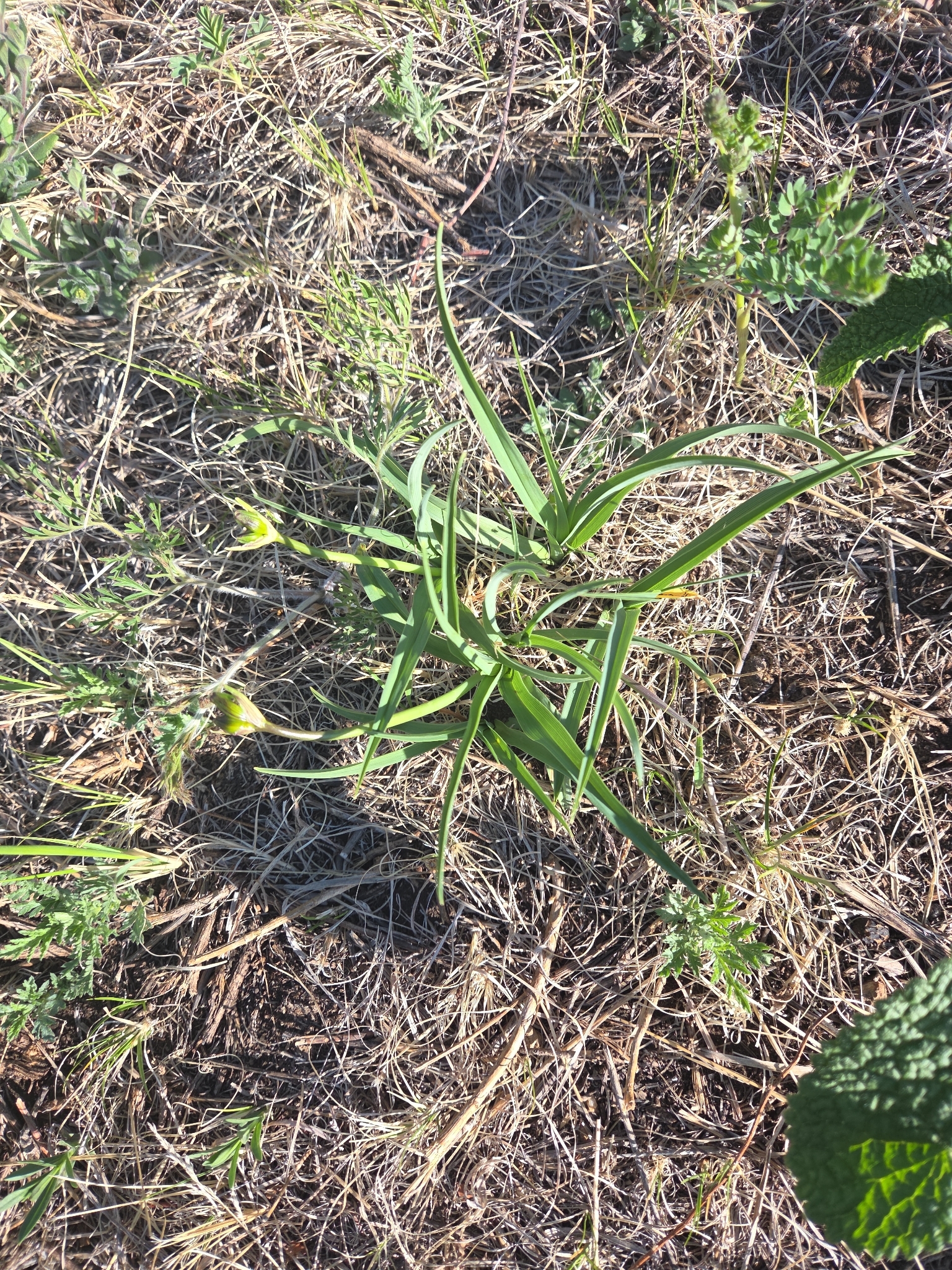 Dwarf daylily