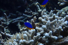 Chrysiptera hemicyanea