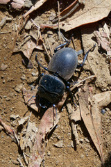 Apterodorcus bacchus