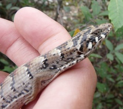 Elgaria kingii kingii