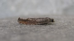 Pseudexentera mali