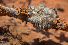 Heterodermia namaquana