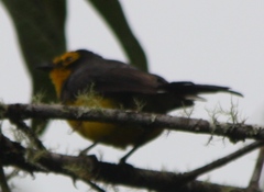 Myioborus melanocephalus