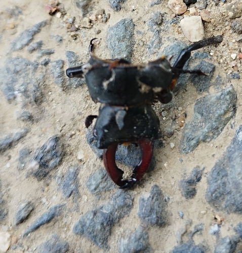 European Stag Beetle