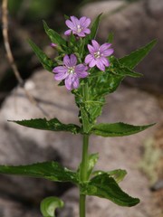 Epilobium alpestre