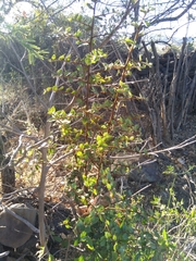 Sideroxylon persimile