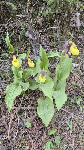 Lady's-slipper