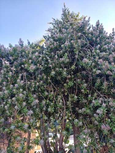 real yellowwood