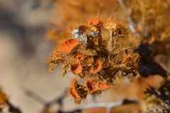 Teloschistes puber