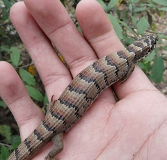 Elgaria kingii kingii