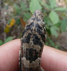 Elgaria kingii kingii
