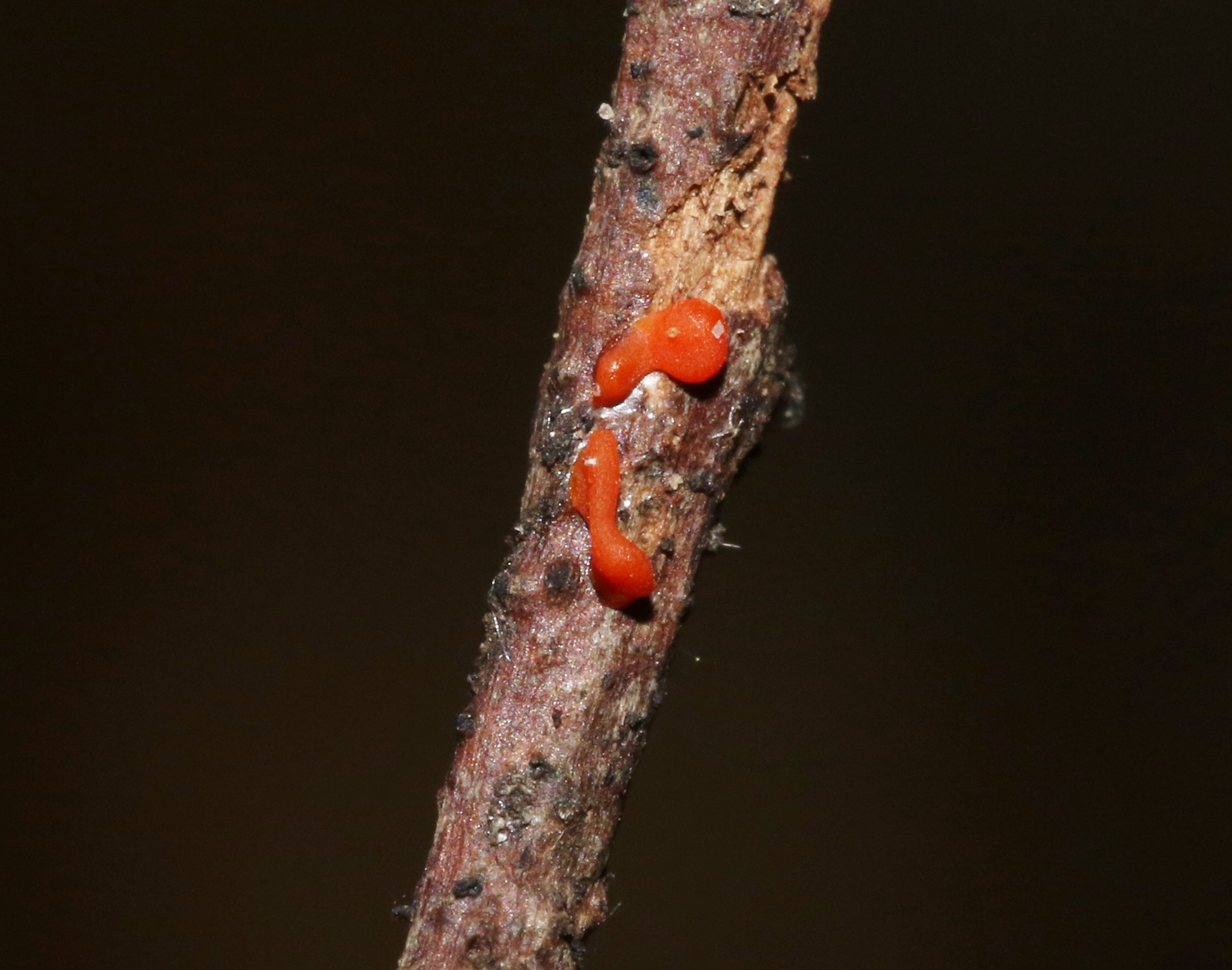 Dacrymyces stillatus image