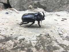 Trichogomphus mongol