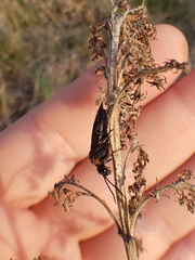 Dolerus unicolor