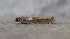 Pseudexentera mali