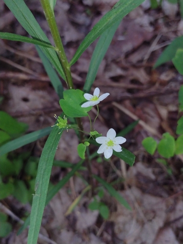 rue anemone