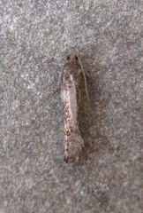 Pseudexentera mali