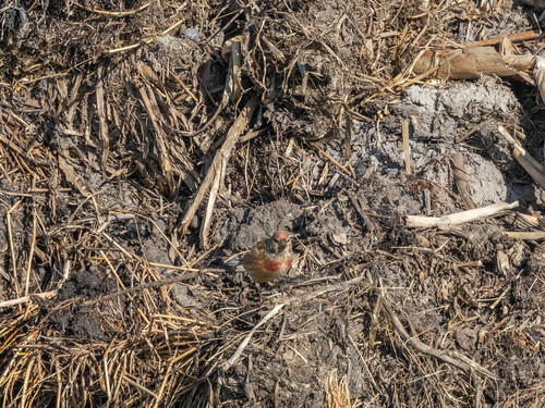 Eurasian Linnet