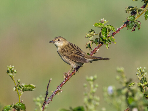 Common Grasshopper Warbler, Roderwolde, Nederland, photo 8 of 10