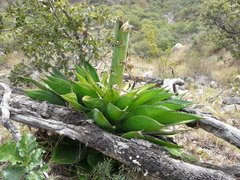 Agave bovicornuta