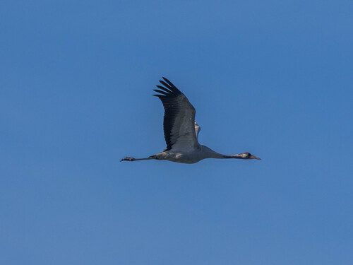 Common Crane, Roderwolde, Nederland, photo 8 of 10