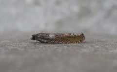 Pseudexentera mali