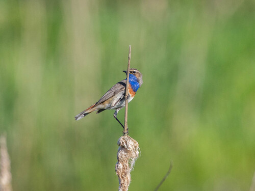 Bluethroat