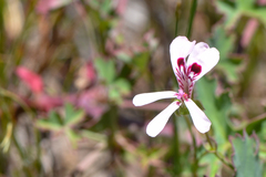 Pelargonium patulum