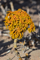 Dufourea inflata