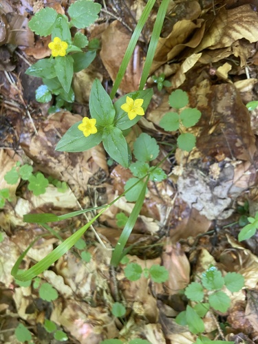 Yellow Pimpernel