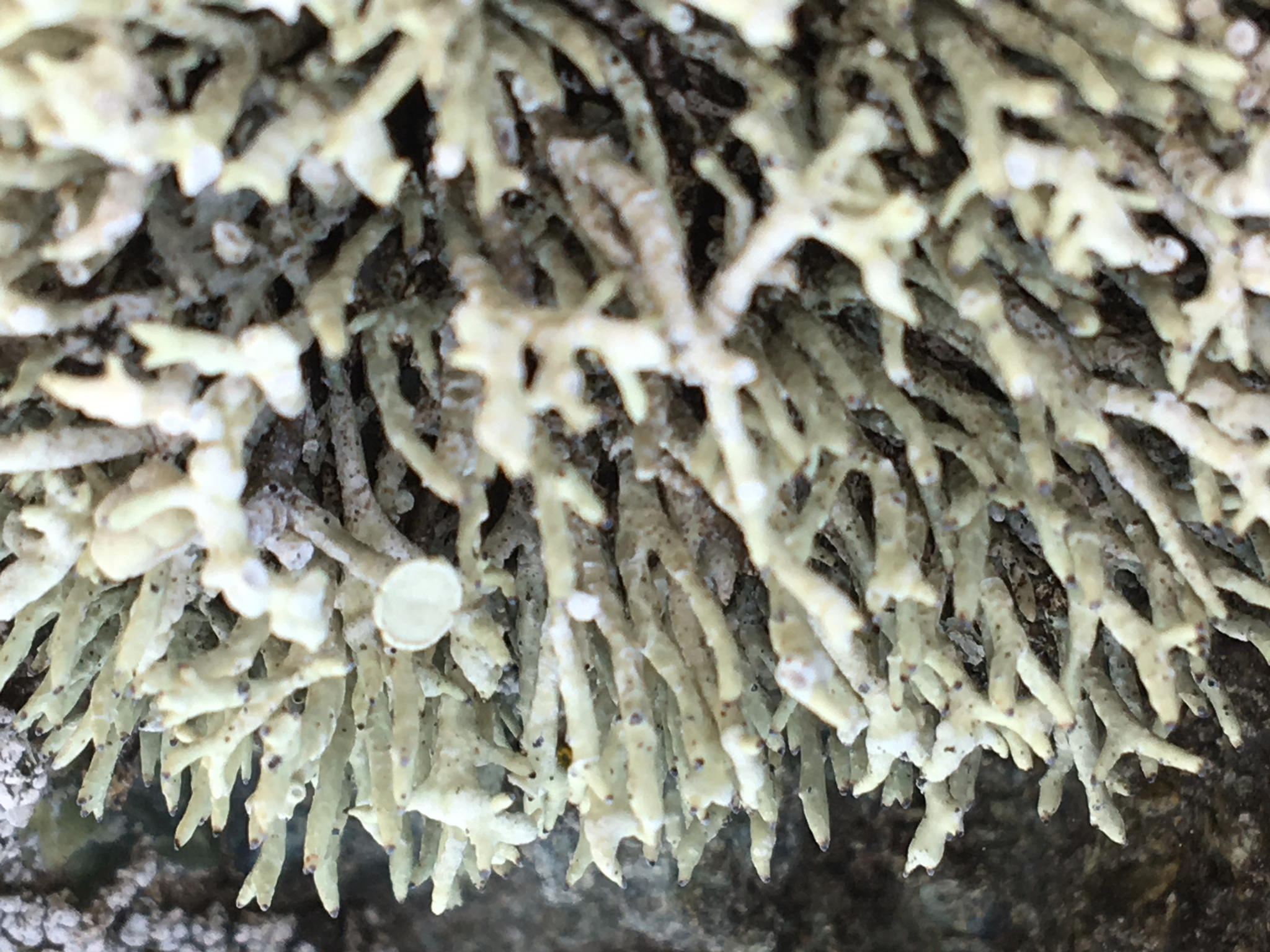 Niebla ceruchoides image