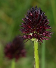 Gymnadenia